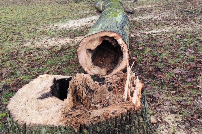 Ilustračný obrázok k článku Mesto obhajuje VÝRUB: Odstraňovanie NEBEZPEČNÝCH stromov prebieha pod dohľadom ODBORNÍKOV