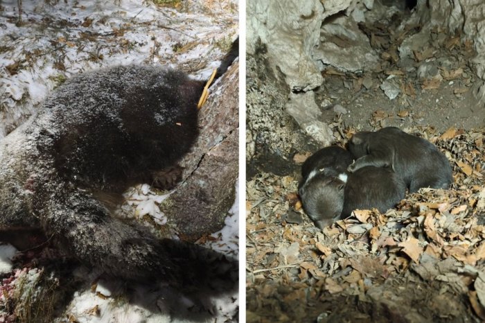 Ilustračný obrázok k článku Svedok opísal KRVAVÝ útok MEDVEDICE: Syn STRIEĽAL, aby zachránil otcov život, FOTO