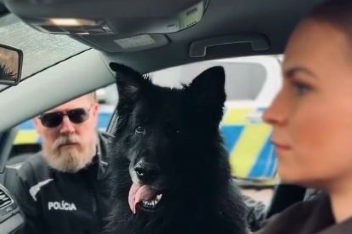 Ilustračný obrázok k článku Policajný pes Ixo BAVÍ v úlohe HERCA: V trendovom VIDEU dozerá na NEZODPOVEDNÚ vodičku