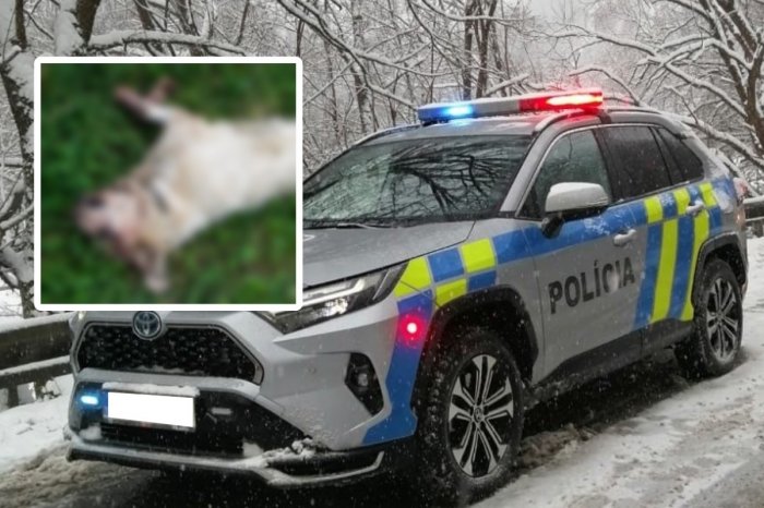 Ilustračný obrázok k článku Ďalší ŠIALENÝ prípad! Muž UBIL psa drevenou palicou, dostal PODMIENKU