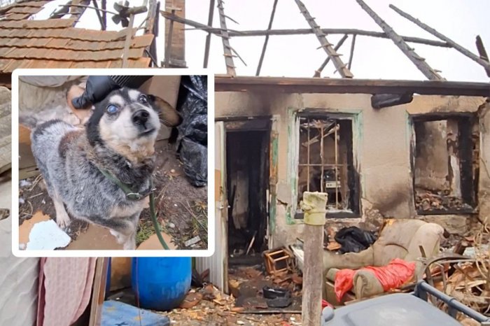 Ilustračný obrázok k článku V horiacom dome ZOMRELA žena! Zostal po nej staručký slepý psík