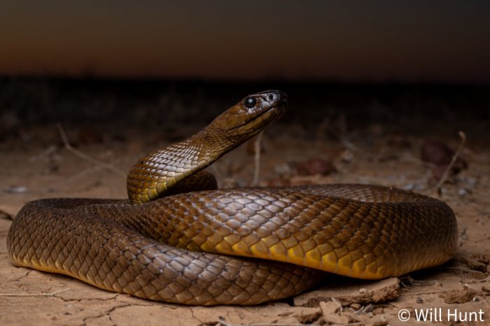 Ilustračný obrázok k článku HRÔZA v Česku: Chovateľa uhryzol NAJJEDOVATEJŠÍ had na svete!