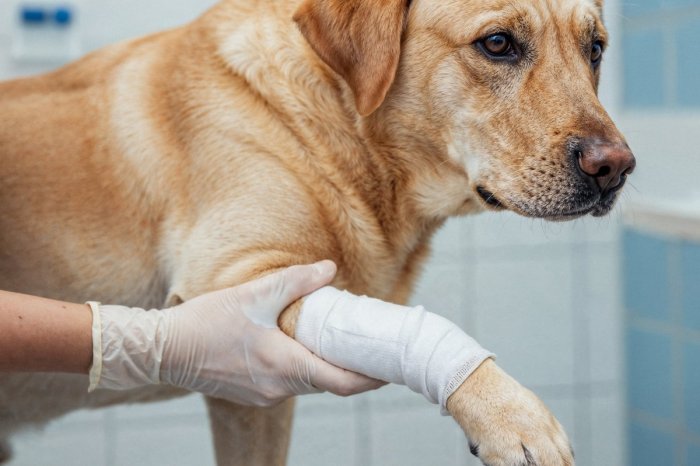 Ilustračný obrázok k článku Ak nájdete zranené zviera, FB príspevok nestačí! Ako postupovať? Nitriansky útulok RADÍ