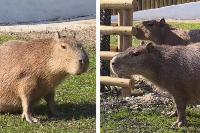 Ilustračný obrázok k článku ZOO Bratislava otvára NOVÚ sezónu: Pripravila celodenný PROGRAM