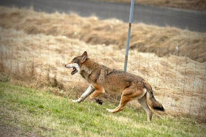 Ilustračný obrázok k článku Tentoraz žiaden medveď, ale VLK! Za tunelom Bôrik spozorovali šelmu, bol v okolí odpočívadla