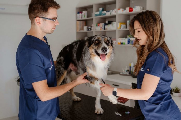 Ilustračný obrázok k článku Veterinárna pohotovosť v Bratislave: Kam ísť cez víkend a sviatky
