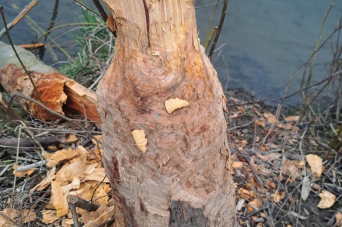 Ilustračný obrázok k článku Nový problém v Prešove: Bobor pri Toryse likviduje strom za stromom