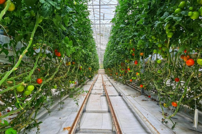 Ilustračný obrázok k článku Projekt za 19 MILIÓNOV: Pri Leopoldove chcú postaviť MEGA skleník na pestovanie paradajok