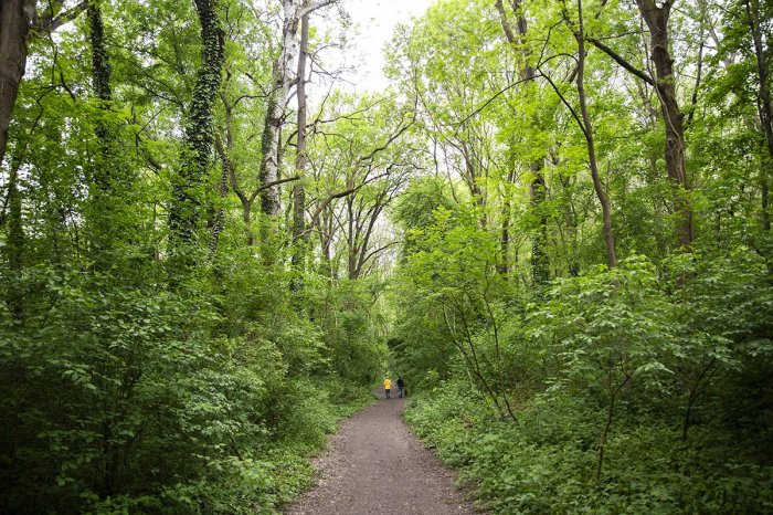 Ilustračný obrázok k článku Správa, ktorá POTEŠÍ: Mestské lesy zrevitalizovali lesík v petržalskom Ovsišti