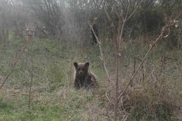 Ilustračný obrázok k článku Ďalšie VAROVANIE pred šelmou: V stredoslovenskej obci sa objavilo MEDVIEĎA! FOTO