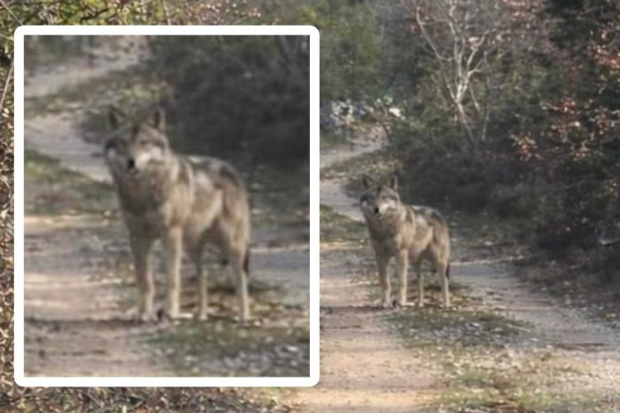 Ilustračný obrázok k článku Chorvátsko rieši veľký PROBLÉM: Neďaleko obľúbeného letoviska sa pohybujú VLKY