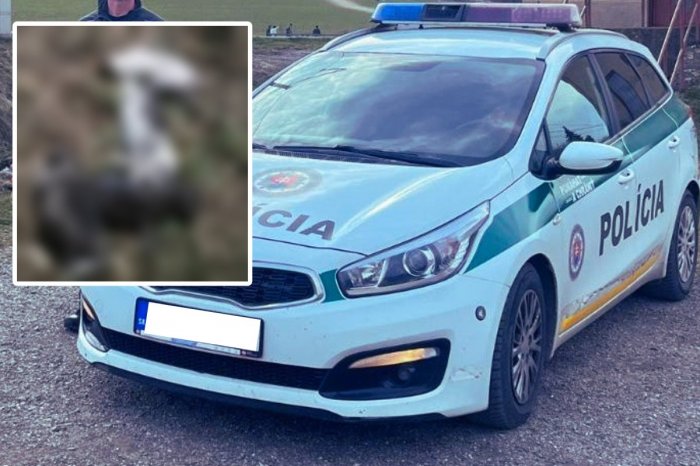 Ilustračný obrázok k článku Polícia rieši OHAVNÝ prípad: Niekto ZABIL 9 mačiatok! Nechal ich pohodené na poli