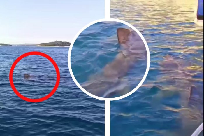 Ilustračný obrázok k článku Úžasný zážitok: Pri turistickej lodi v Chorvátsku sa objavil OBROVSKÝ žralok! VIDEO