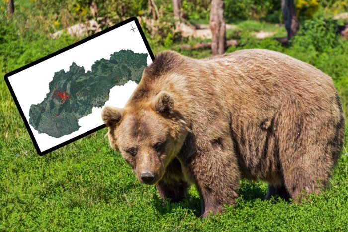 Ilustračný obrázok k článku Idete do lesa? Pozrite sa na NOVÝ web! Ukáže vám aj MAPU výskytu medveďov