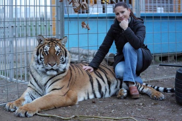 Ilustračný obrázok k článku Cvičiteľke ušiel TIGER a zaútočil na ošetrovateľa: Šelmu policajti ZASTRELILI