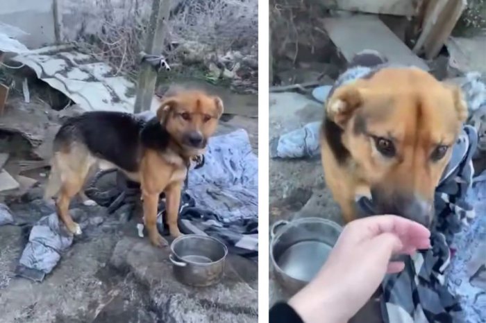 Ilustračný obrázok k článku VIDEO, z ktorého trhá srdce: Muž nechal psa týždne BEZ jedla a vody! Pomohli susedia