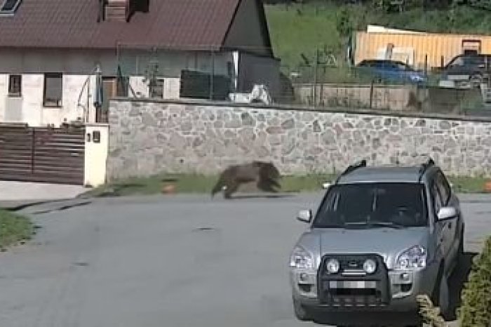 Ilustračný obrázok k článku ŠOKUJÚCI pohľad priamo medzi domami: Splašený MEDVEĎ utekal pred autom, VIDEO