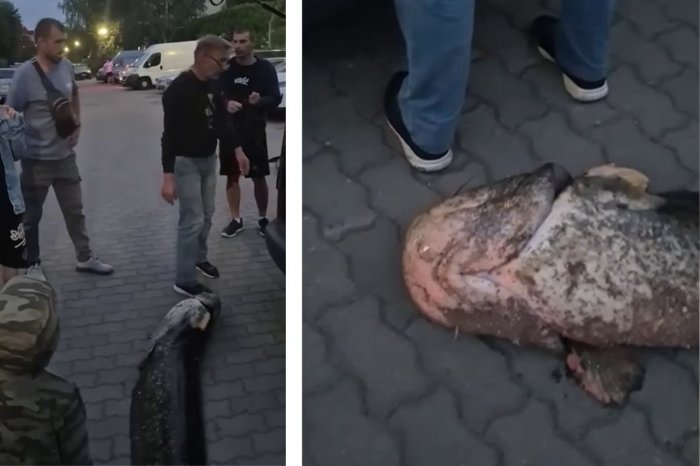 Ilustračný obrázok k článku Muž ulovil takmer 2-METROVÉHO sumca: Dlho sa netešil! ZATKLA ho polícia