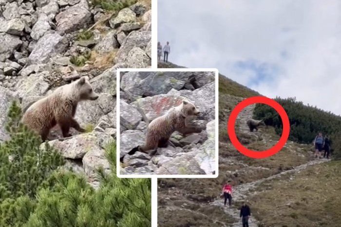Ilustračný obrázok k článku Dramatické VIDEÁ z Tatier: Turistov prekvapili MEDVEDE! Dva incidenty za pár dní