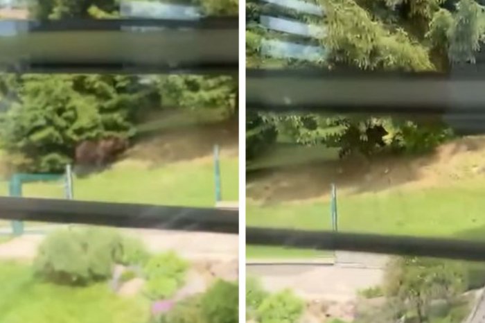 Ilustračný obrázok k článku ŠOK v stredoslovenskej obci: MEDVEĎ bežal medzi domami, bežne sa tam hrajú deti! VIDEO