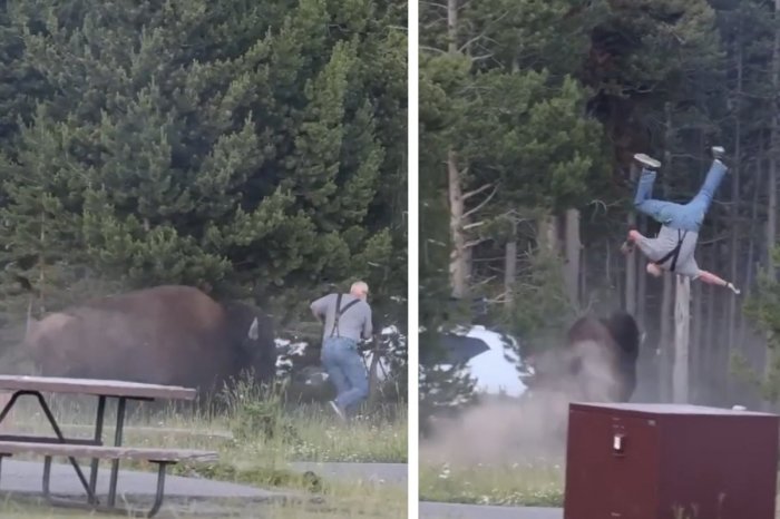 Ilustračný obrázok k článku Na seniora zaútočil rozzúrený bizón! Turista LETEL 2,5 metra vzduchom, VIDEO