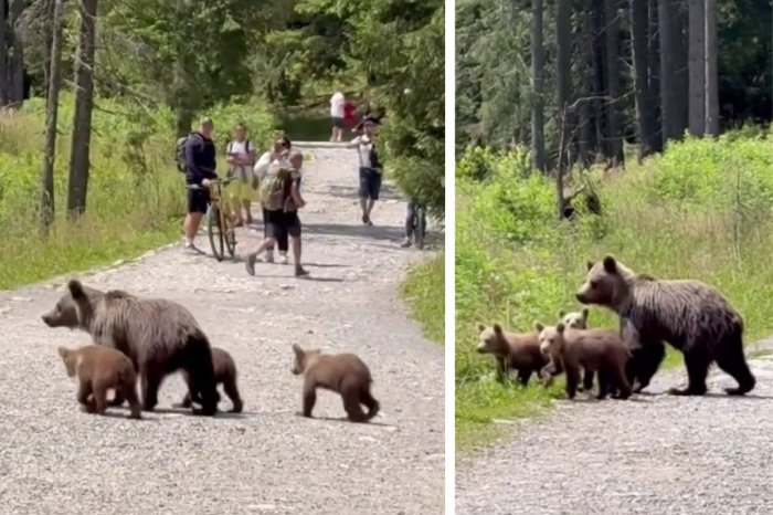 Ilustračný obrázok k článku Turisti ani nedýchali: Cez rušný chodník v Tatrách sa vybrala MEDVEDIA rodinka! VIDEO