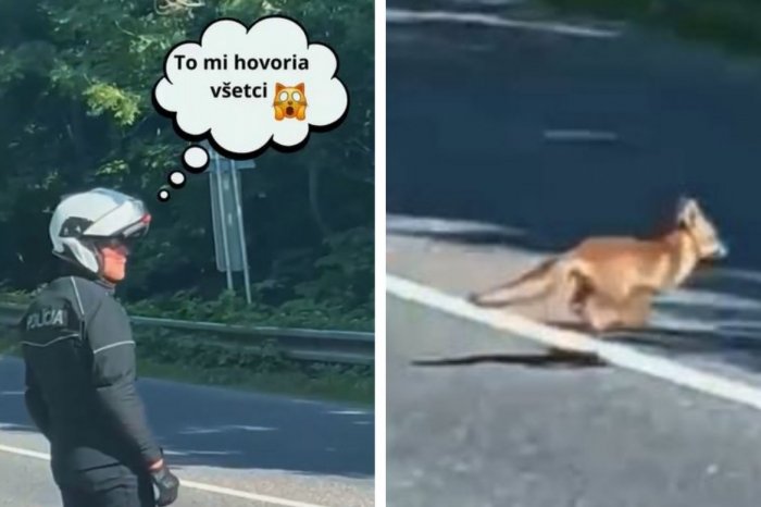 Ilustračný obrázok k článku VIDEO, ktoré vám zlepší deň: Policajt pokarhal LÍŠKU, tá vytiahla klasickú výhovorku