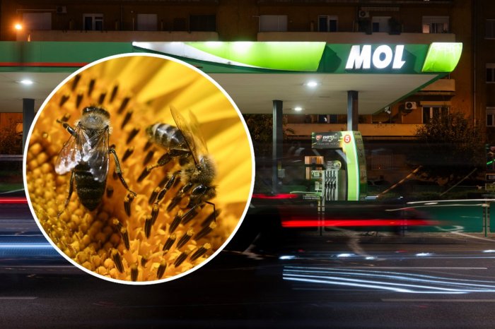Ilustračný obrázok k článku ŠIALENSTVO na čerpacej stanici: Muž z auta vypustil roj včiel a odišiel!