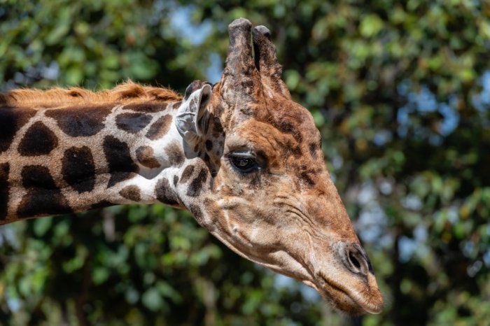 Ilustračný obrázok k článku NEUVERITEĽNÉ: Neznáma žena odkázala pražskej zoo MILIÓNY korún