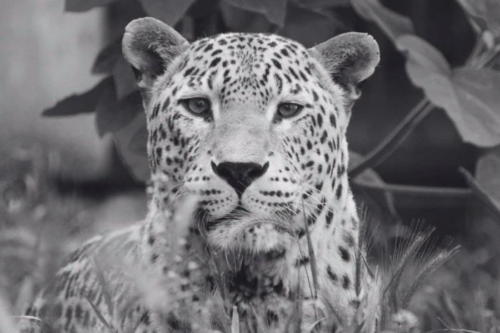 Ilustračný obrázok k článku SMUTNÁ správa zo ZOO Bojnice: Navždy sa musela rozlúčiť s legendárnym leopardom