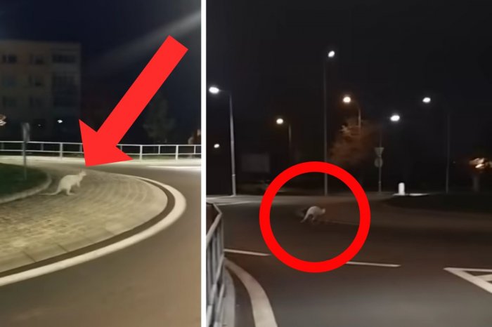 Ilustračný obrázok k článku Milan si mohol aj oči vyočiť: Po kruháči poskakovala kengura! VIDEO