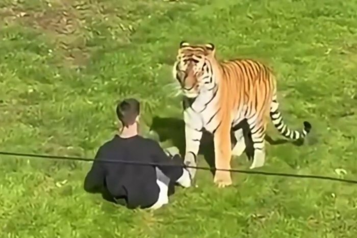 Ilustračný obrázok k článku TRAGÉDIA v zoo: Muž vošiel do výbehu tigrov! Útok šelmy NEPREŽIL