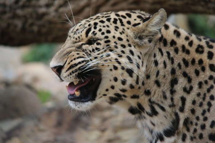 Ilustračný obrázok k článku HOROR v európskej zoo: Tragický útok! Ošetrovateľku ROZTRHAL leopard