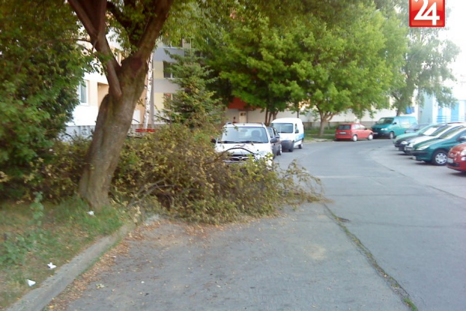 popilene halute na ceste