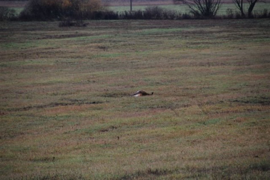 Zastrelený daniel a jeleň