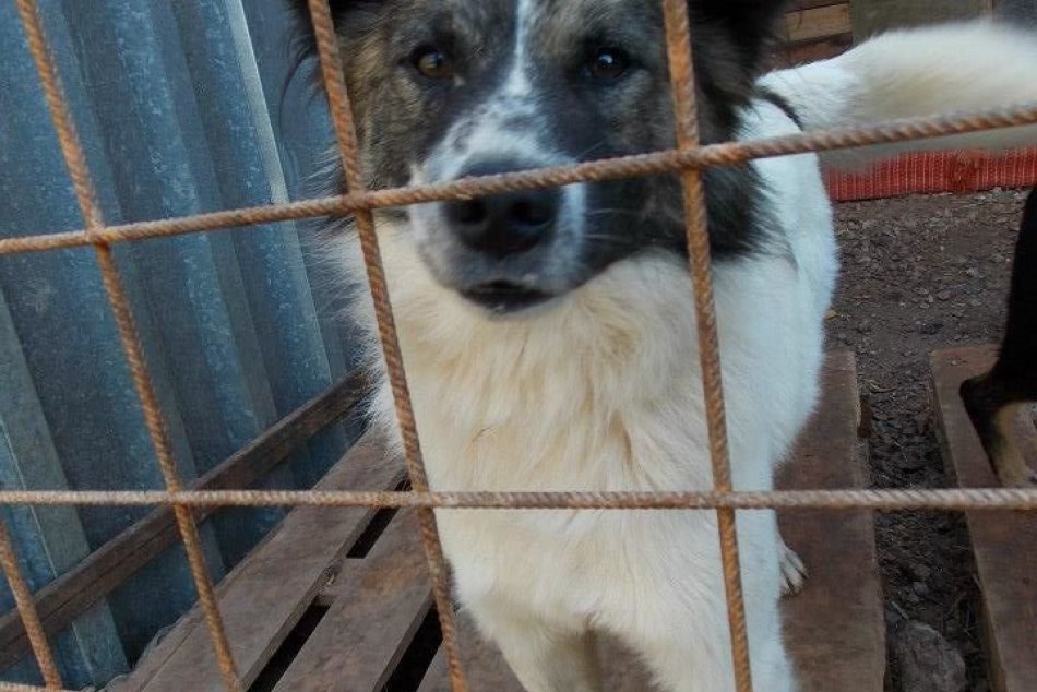 Prehľad psíkov: Pomôžte im násť nový domov