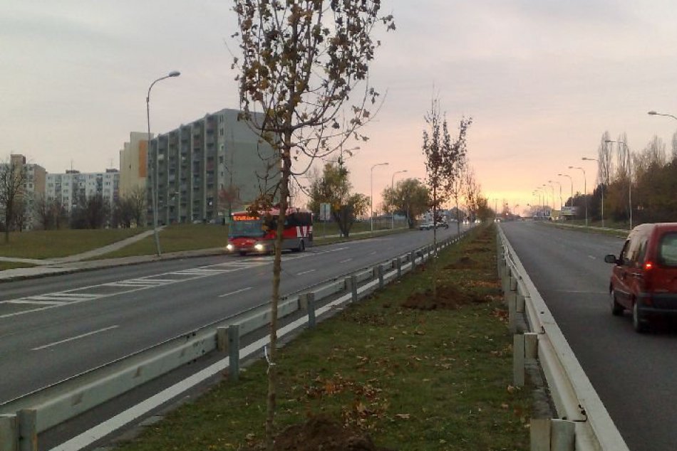 Na Klokočine pribudlo množstvo nových stromčekov