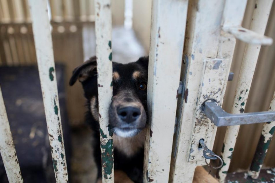 Mrazy udreli v plnej sile, zima bude krutá aj pre psy v útulku