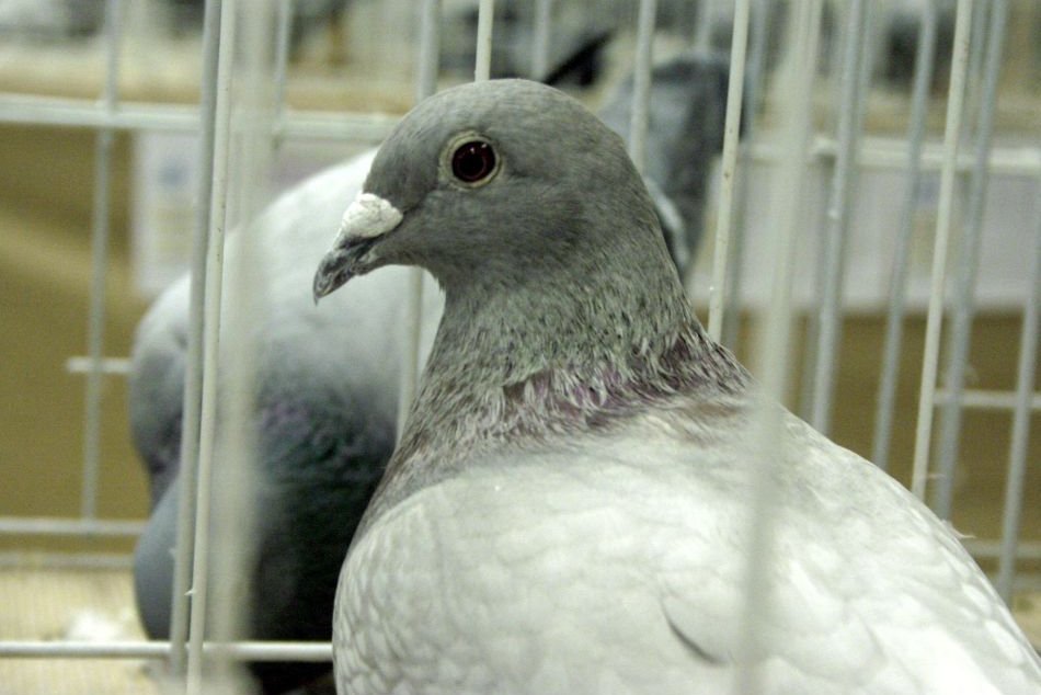 Olympiáda poštových holubov