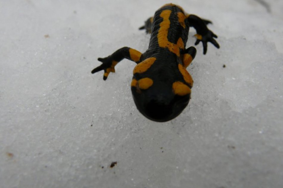 Salamandra