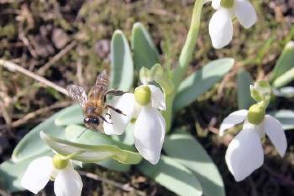 Pozor, kde si natrháte snežienky