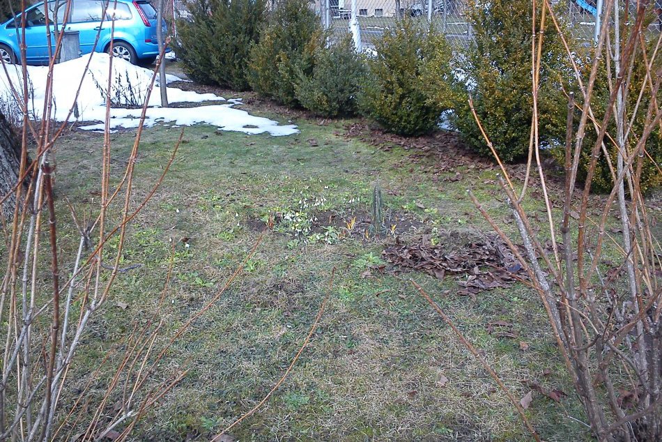 Prvé jarné kvety v Bystrici