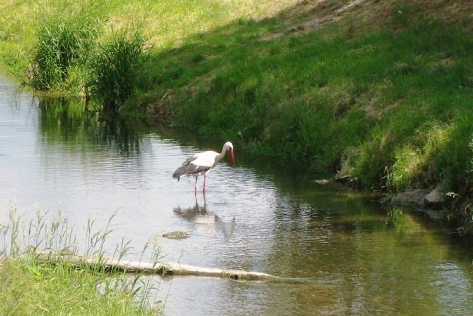 Svetový deň vody
