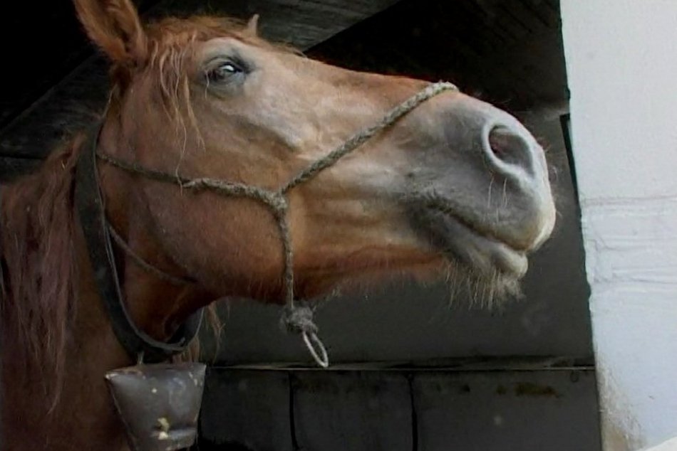 Zábery z filmu Petra Pobočeka "Norik muránsky"