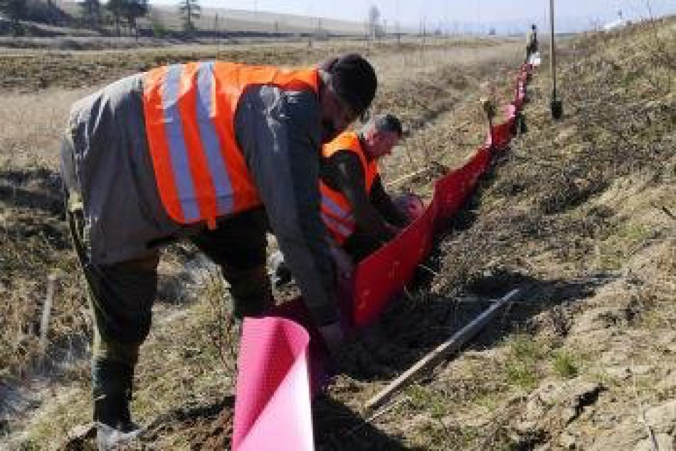 Žaby začali tiahnuť do mokrín. Ochranári začali stavať zátarasy