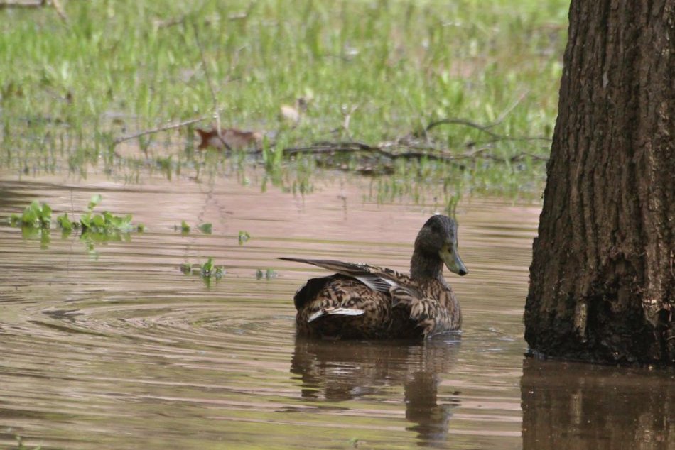 Príroda sa prebúdza