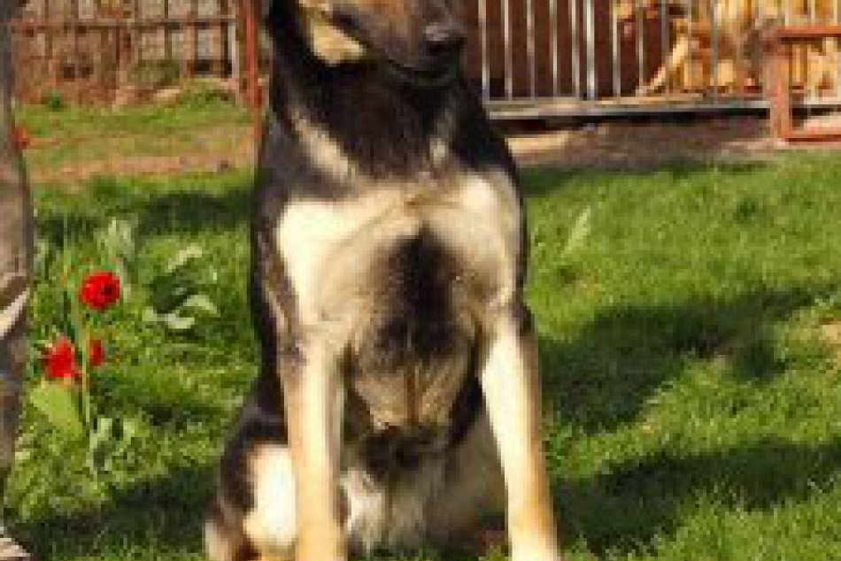 Psy z útulku Zlaté Moravce