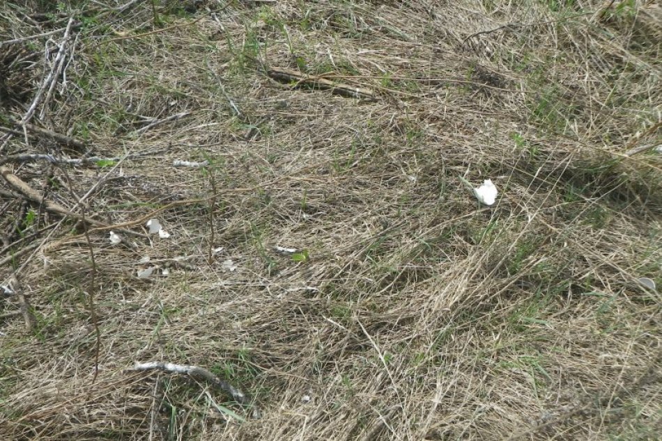 Krutí vandali: Bocianom zhodili z komína hniezdo aj s vajíčkami