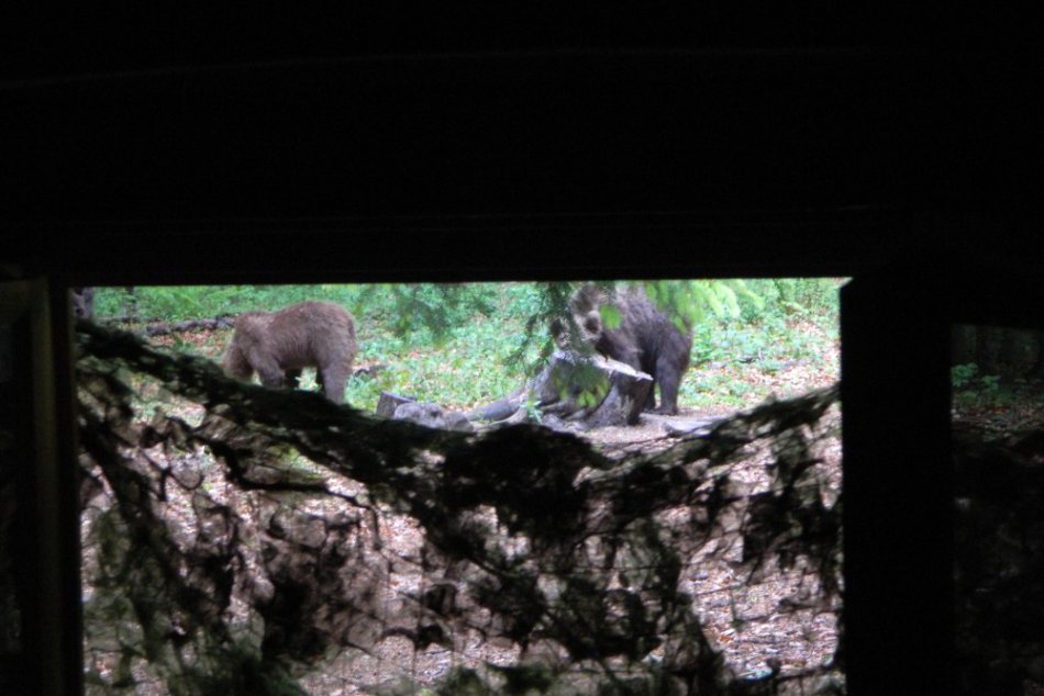 Exkluzívne zábery zo sčítavania medveďov na Poľane