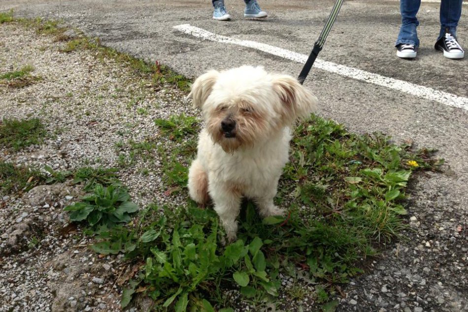 Našiel sa malý psík: Nechýba vám?